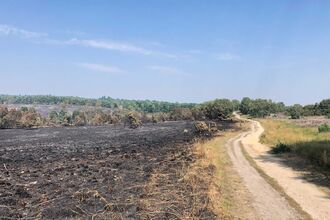 Wildfire on Chobham Common