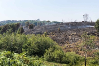 Wildfire damage