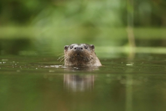 Otter in river