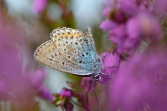 Silver-studded blue