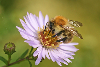 Bee on aster