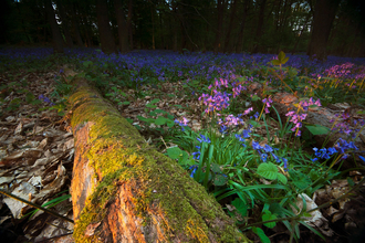 Bluebell wood