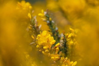 Gorse