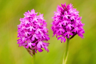 Pyramidal orchid