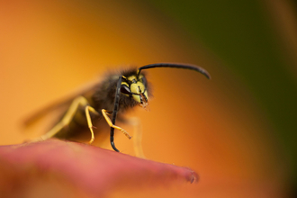 Common wasp