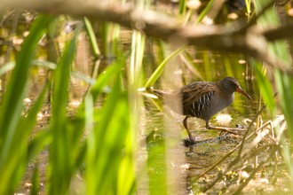 Water rail