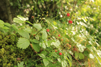 Wild strawberry