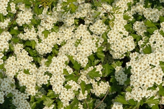 Hawthorn blossom