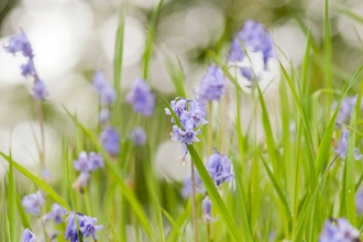 Bluebells