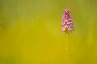 Common spotted orchid