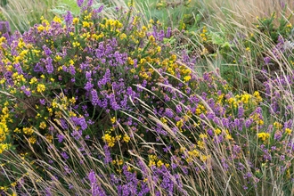 Heather and gorse