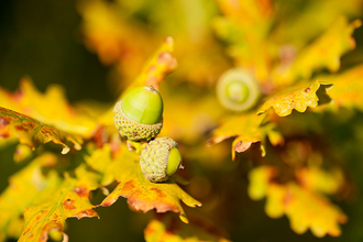 Oak leaves