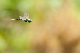 Emperor dragonfly