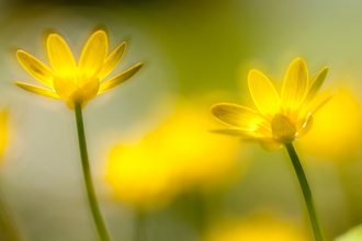 Lesser celandine 