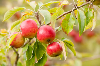 Apple tree pruning