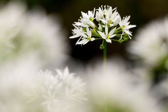 Wild garlic