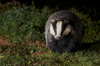 Badger