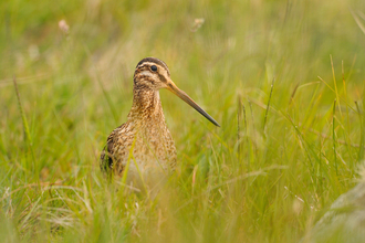 Snipe