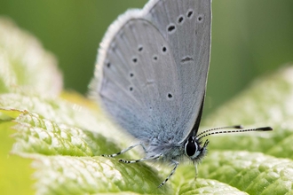 Small blue butterfly