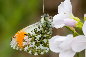 Orange tip butterfly