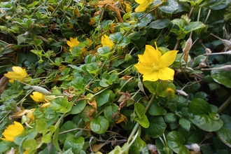 creeping jenny