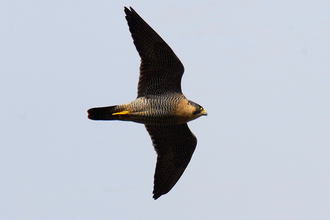 PEREGRINE FALCON