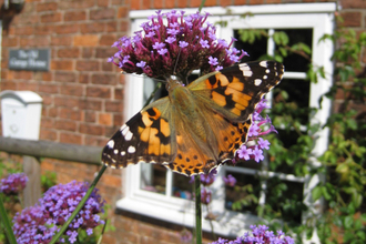 Painted lady butterfly on garden plant