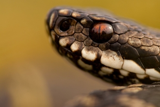 Adder Wildlife Trust