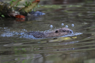 Beaver swimming