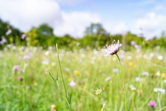 Scabious on Sheepleas nature reserve