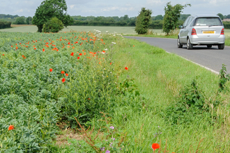 Wildflower road verge