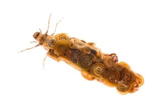 Cased caddisfly larva