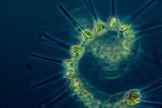 phytoplankton