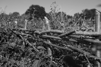 laid hedge at Manor Farm, Surrey