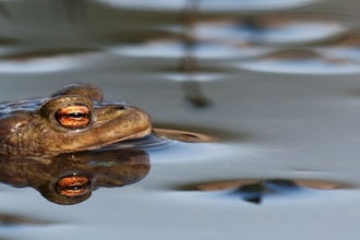 Common toad in a pond