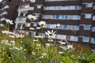 Daisies in a meadow are in the foreground with a block of flats shown in the background