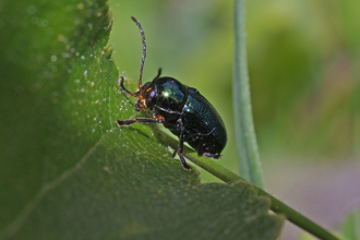 shining pot beetle cryptocephalus nitidulus