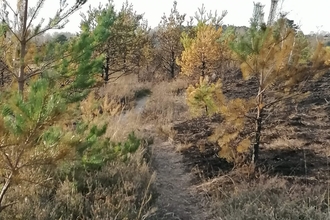 Wildfire damage to Chobham Common