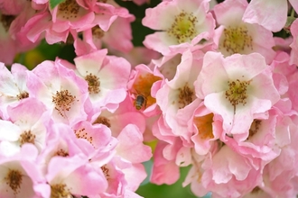 Wasp on a pink flower