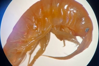 native shrimp gammarus sp.