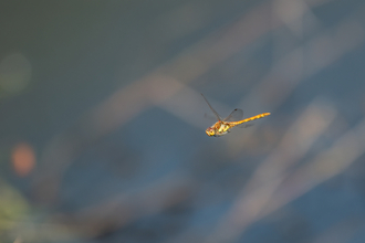 A common darter dragonfly flies across water. The background is blurred and the dragonfly is in focus.