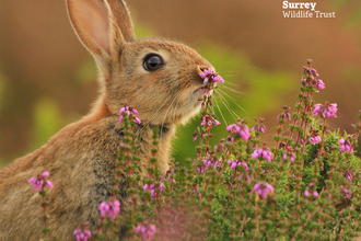 Easter Bunny eCard