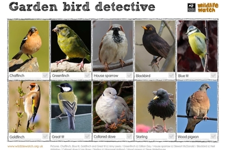 Garden bird spotter sheet