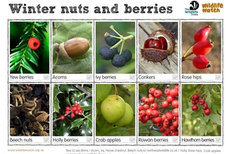 Winter nuts & berries spotter sheet