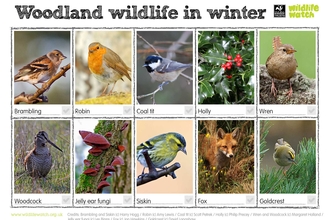Winter woodland wildlife spotter sheet