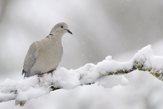 Collared dove perching on a snow covered branch