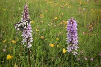 A Marbled White butterfly perches on a Common Spotted Orchid. 