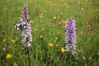 A Marbled White butterfly perches on a Common Spotted Orchid.