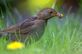 A female blackbird staling through the long grass of a lawn, with a worm in her beak