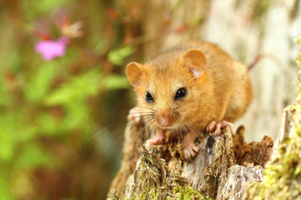 Hazel Dormouse